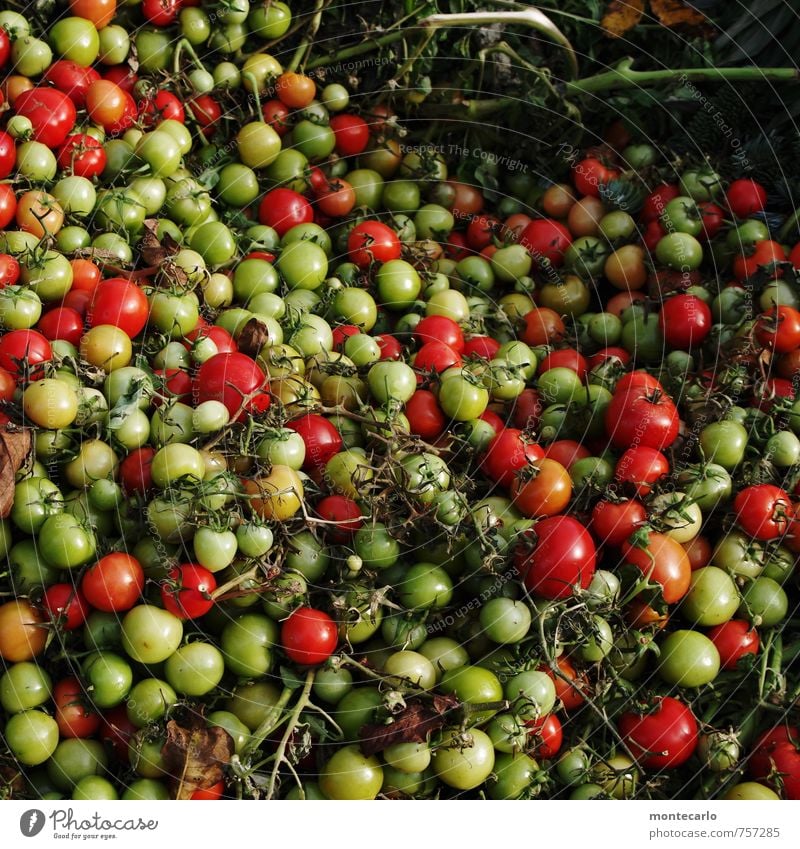 Erntedankfest | die Kehrseite Lebensmittel Gemüse Tomate Strauchtomate Umwelt Natur Pflanze Nutzpflanze beobachten alt authentisch frisch Gesundheit einzigartig