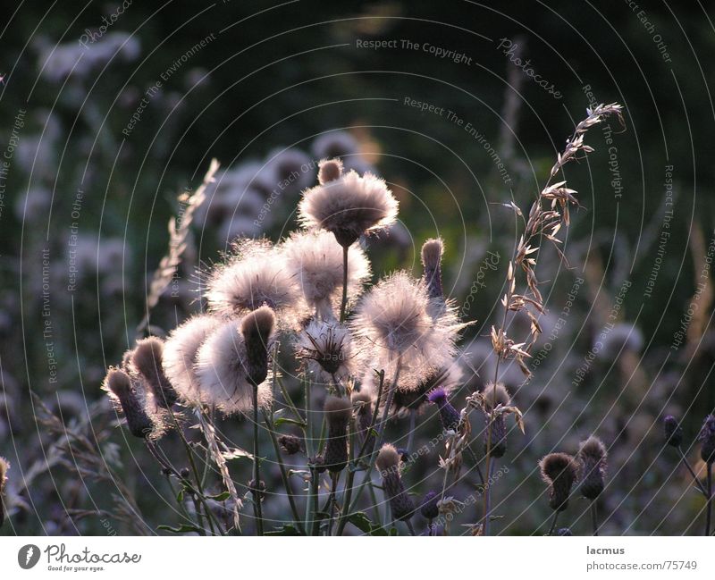 sunbath Blume Gras Blüte Blumenstrauß Wiese schön Sommer Natur