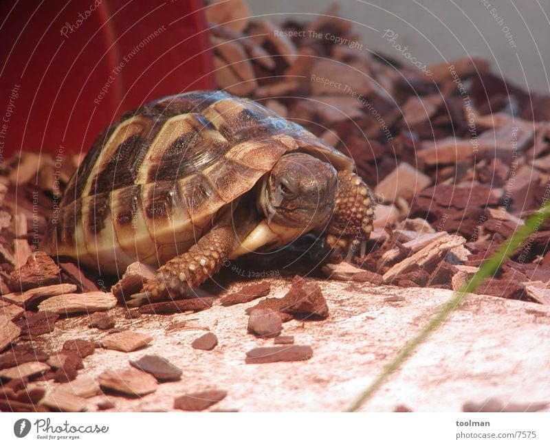 Schildkröte Tier Natur gepanzert