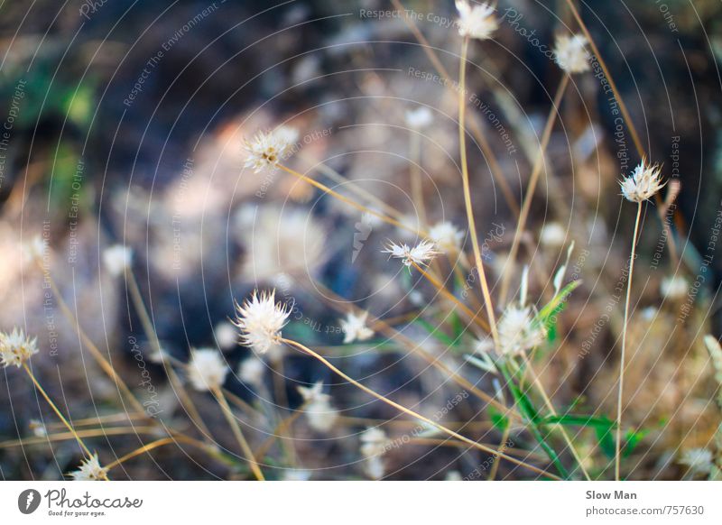 Disteln sind auch Blumen Natur Pflanze Gras Wildpflanze Duft braun grün weiß Hoffnung Einsamkeit kalt Umweltschutz Blüte Feld Sträucher vertrocknet