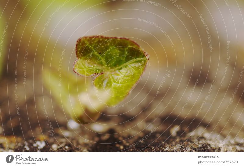 Nachwuchs Umwelt Natur Pflanze Erde Sonnenlicht Blatt Grünpflanze Wildpflanze Stein dünn authentisch einfach glänzend klein nah natürlich Wärme wild grün