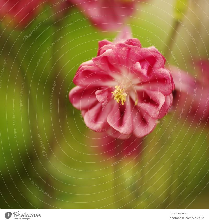 summer Umwelt Natur Pflanze Sommer Blume Gras Blatt Blüte Grünpflanze Wildpflanze Duft authentisch schön klein natürlich rund grün rosa Farbfoto mehrfarbig