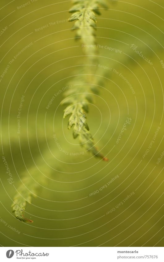 farn Umwelt Natur Pflanze Gras Farn Blatt Grünpflanze Wildpflanze dünn authentisch einfach frisch einzigartig klein nah natürlich Spitze trocken grün Farbfoto