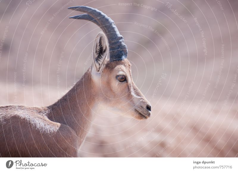 Mir wachsen jetzt Hoerner! Umwelt Natur Landschaft Tier Sommer Schönes Wetter Wärme Dürre Wüste Israel Negev Naher und Mittlerer Osten Wildtier Steinbock