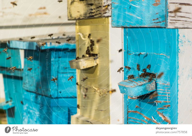 Bienenschwarm fliegt zum Bienenstock Freizeit & Hobby Sommer Haus Garten Natur Tier Gras Wiese Schwarm modern natürlich grün Liebling Bienenkorb Imkerei Wabe