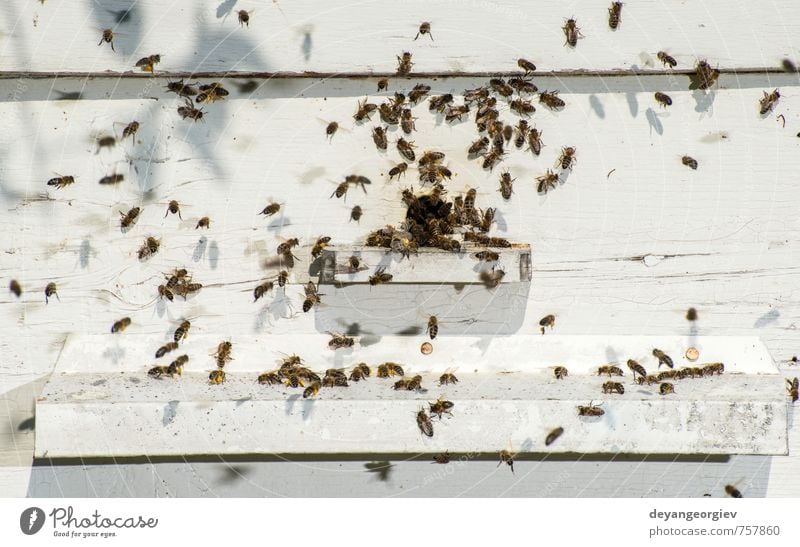 Bienen, die in den Bienenstock gelangen. Sommer Arbeit & Erwerbstätigkeit Umwelt Natur Tier Schwarm natürlich blau Bienenkorb Imkerei Bienenzucht Liebling