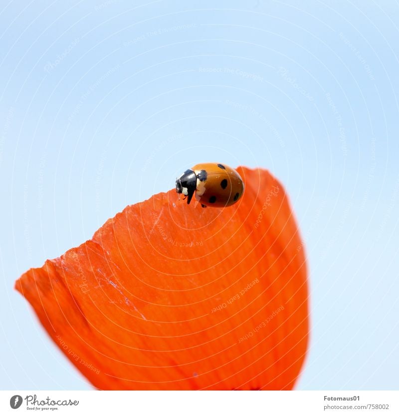 sonniges Plätzchen - Siesta I Natur Pflanze Tier Himmel Wolkenloser Himmel Frühling Sommer Blüte Wildpflanze Klatschmohn Wildtier Käfer Marienkäfer 1 Blühend