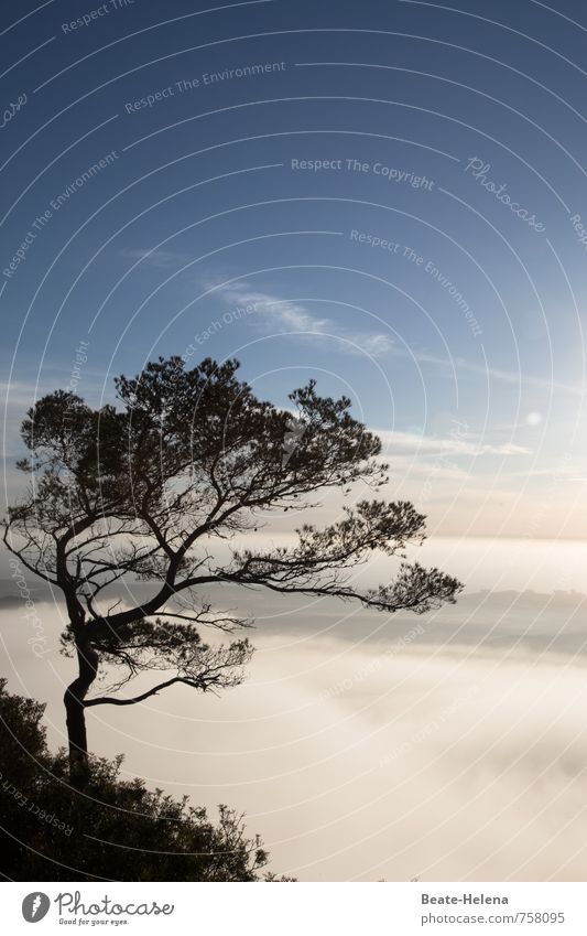 Frische Dynamik Natur Sonne Nebel Pflanze Baum Mallorca Bewegung ästhetisch blau grün weiß Stimmung Freude Beginn Schwung Morgendämmerung