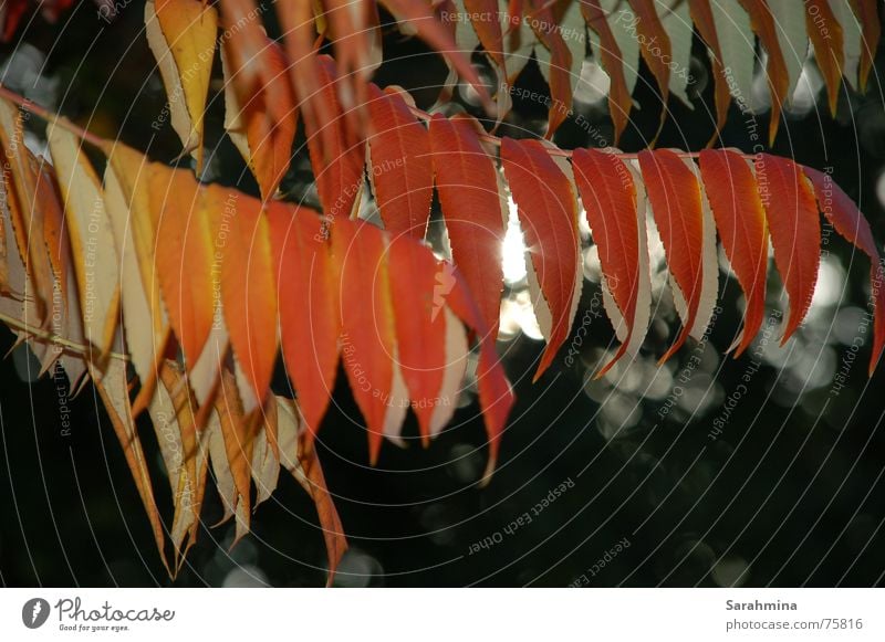 Herbstbild Blatt Licht gelb rot Pflanze Sträucher hängend Sonnenstrahlen Lichtschein fahn Zweig Natur Außenaufnahme