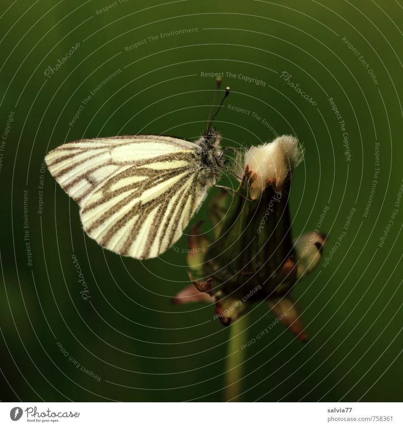 Wann kommt die Sonne? Erholung ruhig Natur Pflanze Tier Frühling Sommer schlechtes Wetter Blüte Wildpflanze Wildtier Schmetterling 1 verblüht natürlich grün