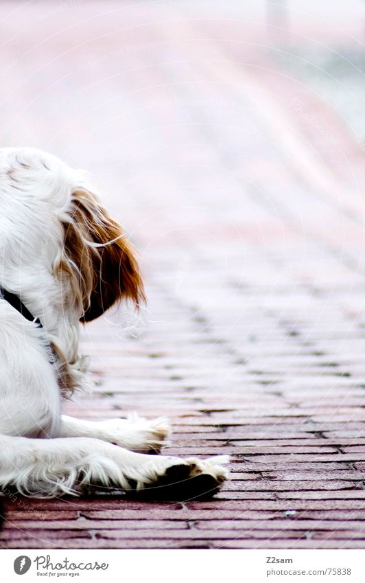 what was that? vergangen Hund Tier süß Erholung Pfote Fell weiß braun beige rot Verlauf Wege & Pfade Blick rückwärts dog animal liegen Ohr Bodenbelag