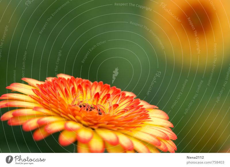 Sommer Umwelt Natur Pflanze Blume Blüte Blühend leuchten rund mehrfarbig gelb gold orange sommerlich Farbfoto Außenaufnahme Nahaufnahme Detailaufnahme