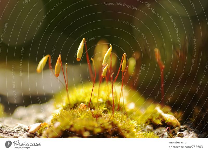 Moosis Umwelt Natur Pflanze Sonnenlicht Blüte Grünpflanze Wildpflanze dünn authentisch einfach klein nah natürlich Wärme wild weich grün Farbfoto mehrfarbig