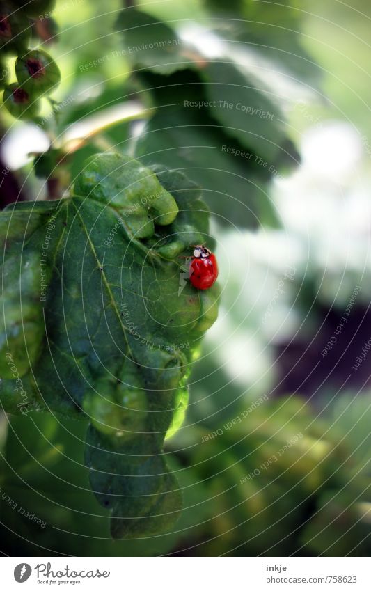 Komplementärkäfer Natur Frühling Sommer Schönes Wetter Pflanze Blatt Nutzpflanze Johannisbeerblatt Johannisbeerstrauch Johannisbeeren Tier Käfer Marienkäfer 1