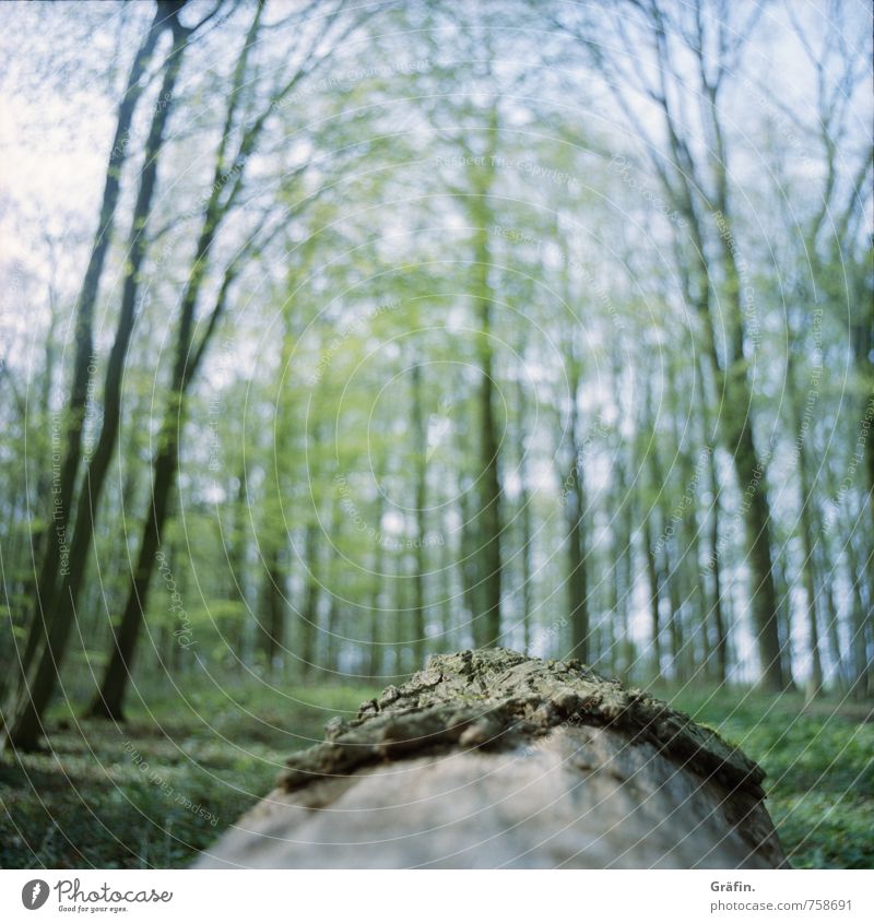 Wald aus Sicht eines Käfers Natur Landschaft Frühling Baum Moos Grünpflanze Baumstamm Menschenleer beobachten entdecken Erholung Unendlichkeit braun grün ruhig