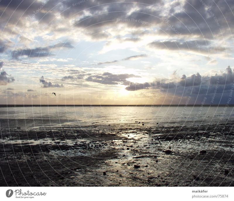 gleich ist sie weg ... Sonnenuntergang Meer Wolken rot Horizont Möwe Vogel Nordsee Wattenmeer Sand Himmel blau orange glänzend Wasser