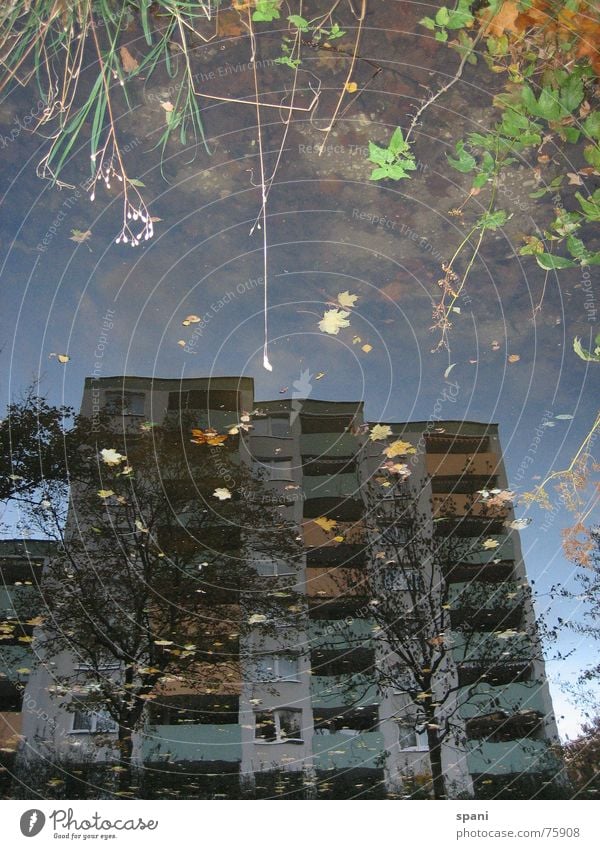 Wasserspiele Haus Gewässer Spiegelbild Blume Vergänglichkeit ungenau Außenaufnahme Farbfoto Fluss das wahre gesicht ein anderer blickwinkel