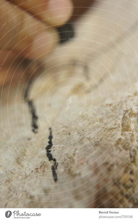 steinkohle Kind Hand Finger Natur Stein Holz Zeichen Graffiti Linie braun schwarz Zeichnung verbrannt Farbfoto Außenaufnahme Strukturen & Formen Tag