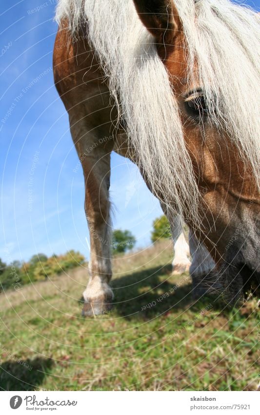 unbekanntes pferd Ernährung Haare & Frisuren Freizeit & Hobby Spielen Sommer Auge Natur Landschaft Tier Fell Haustier Pferd Fressen stehen nah Gelassenheit