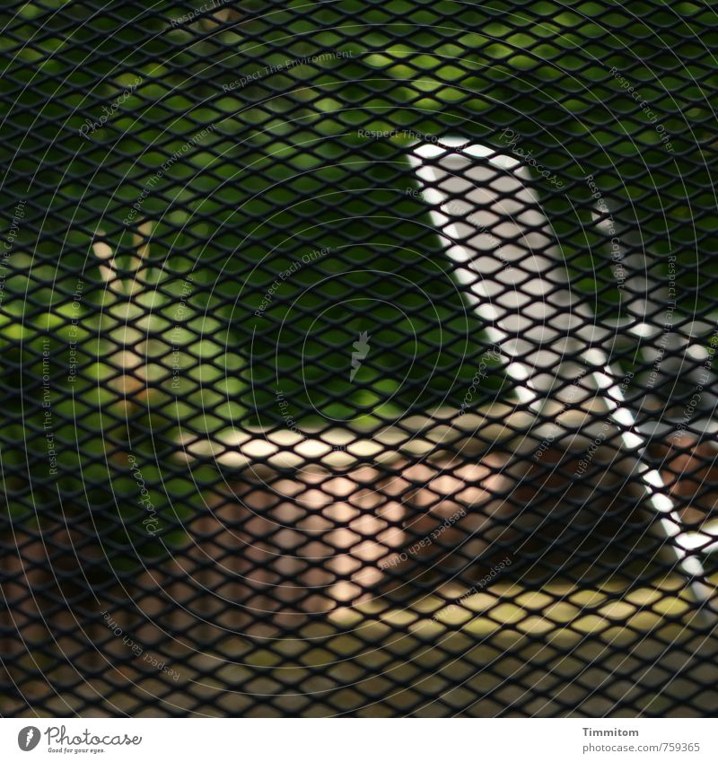 Freigang. Sonnenlicht Schönes Wetter Pflanze Baum Garten Haus Terrasse grün silber Gefühle Erholung Gartenstuhl Farbfoto Gedeckte Farben Außenaufnahme