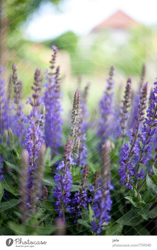 lila Natur Pflanze Blume Blatt Blüte Garten ästhetisch schön weich Farbfoto Außenaufnahme Menschenleer Tag