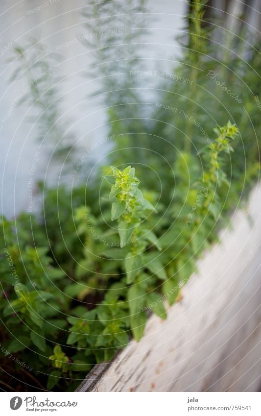 kräuterhochbeet Pflanze Blatt Nutzpflanze Kräuter & Gewürze Kräutergarten Garten frisch Gesundheit nachhaltig natürlich Farbfoto Außenaufnahme Menschenleer Tag