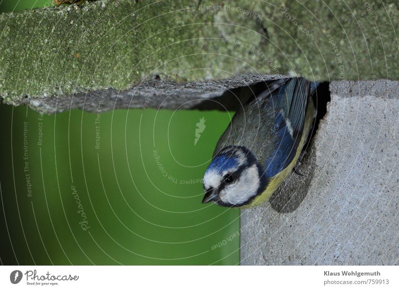 Blaumeise verlässt den Nistkasten Umwelt Natur Tier Frühling Schönes Wetter Garten Park Wald Wildtier Vogel Meisen 1 fliegen füttern blau gelb grau grün schwarz