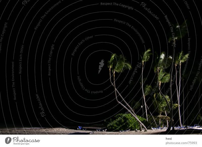 Am Strand 1 Palme Meer Liegestuhl Sonnenschirm Ferien & Urlaub & Reisen Licht Wellen Physik Nacht Wohlgefühl Pause Dominikanische Republik Punta Cana Sand