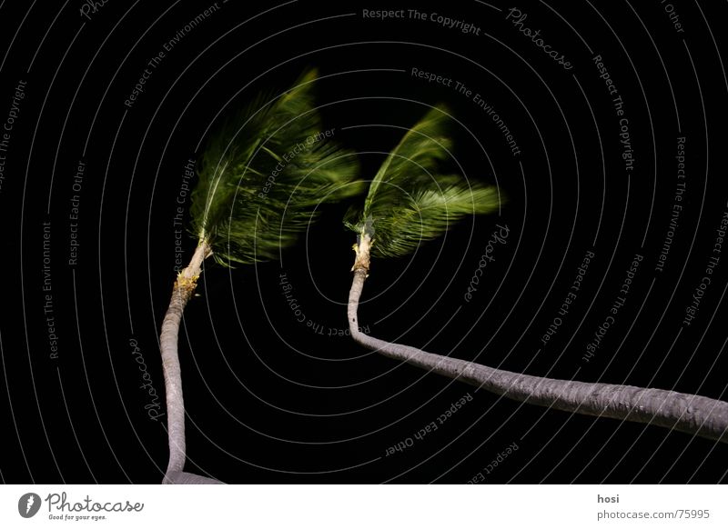 Am Strand 2 Palme Meer Ferien & Urlaub & Reisen Physik Nacht Wohlgefühl Pause Dominikanische Republik Punta Cana Sand Baumkrone Baumstamm Wurzel paradis Wind