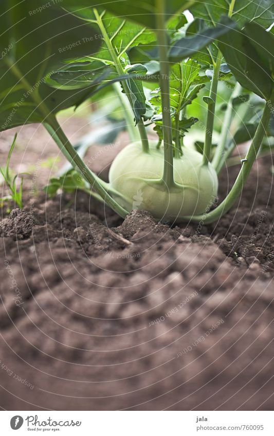 kohlrabi Umwelt Natur Pflanze Erde Blatt Nutzpflanze Gemüse Kohlrabi Garten Feld ästhetisch frisch Gesundheit lecker natürlich braun grün Farbfoto Außenaufnahme