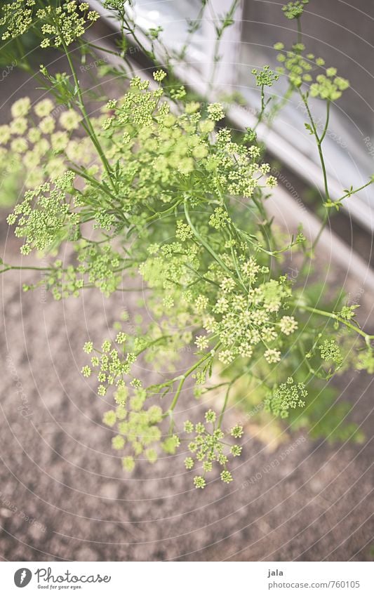 dill Umwelt Natur Pflanze Blüte Grünpflanze Nutzpflanze Dill Dillblüten Garten ästhetisch Freundlichkeit frisch Gesundheit lecker Farbfoto Außenaufnahme