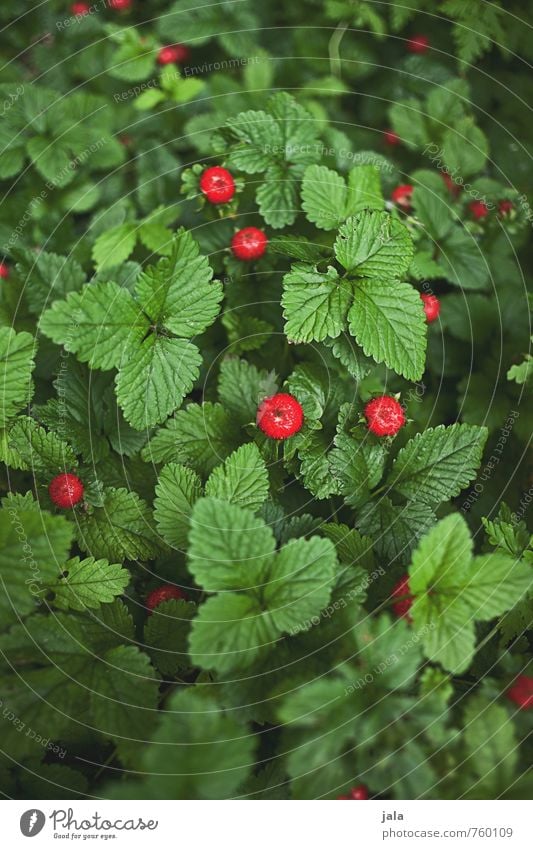 waldbeeren Lebensmittel Frucht Umwelt Natur Pflanze Nutzpflanze Wildpflanze Wald-Erdbeere schön lecker natürlich süß grün rot Farbfoto Außenaufnahme