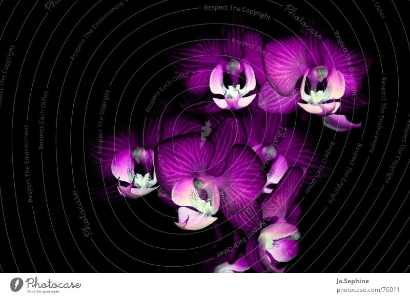 Phalaenopsis Hydrae Orchidee Blüte Blume Blütenblatt Pflanze Blühend Blütenkelch Leben Phantasie Experiment Fantasie verfremdet künstlich interessant