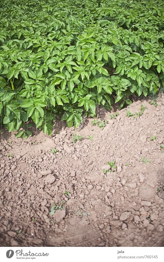 kartoffelbeet Umwelt Natur Pflanze Blatt Grünpflanze Nutzpflanze Kartoffeln Feld frisch Gesundheit lecker natürlich Farbfoto Außenaufnahme Menschenleer