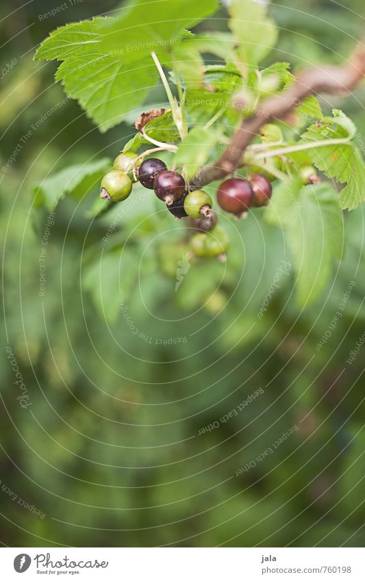 cassis Lebensmittel Frucht Umwelt Natur Pflanze Blatt Nutzpflanze Johannisbeeren Garten ästhetisch frisch Gesundheit lecker natürlich Farbfoto Außenaufnahme