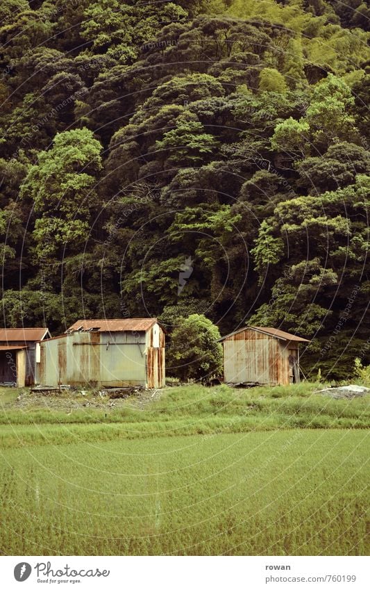 reisanbau Natur Landschaft Wald Urwald Hügel Haus Bauwerk Gebäude grün Hütte Reisfeld Landwirtschaft Asien Wellblechhütte Rost alt schäbig Farbfoto