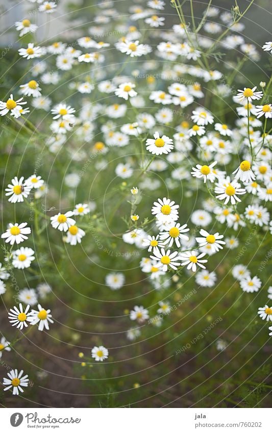 kamille Umwelt Natur Pflanze Blume Blüte Nutzpflanze Kamille Kamillenblüten Garten ästhetisch frisch Gesundheit schön natürlich Farbfoto Außenaufnahme