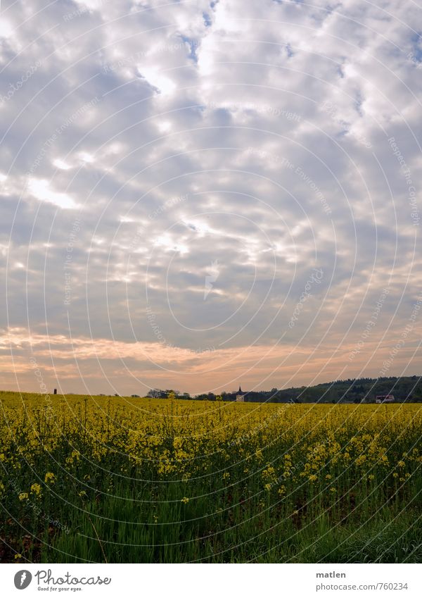 Kirchlein Umwelt Pflanze Himmel Wolken Horizont Sonnenaufgang Sonnenuntergang Frühling Wetter Schönes Wetter Baum Gras Nutzpflanze Wiese Feld Wald Menschenleer