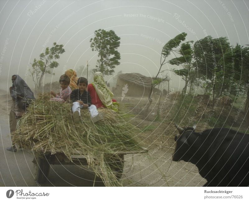 Sandsturm in Pakistan Ochsengespann Sturm Kind Punjab Wind