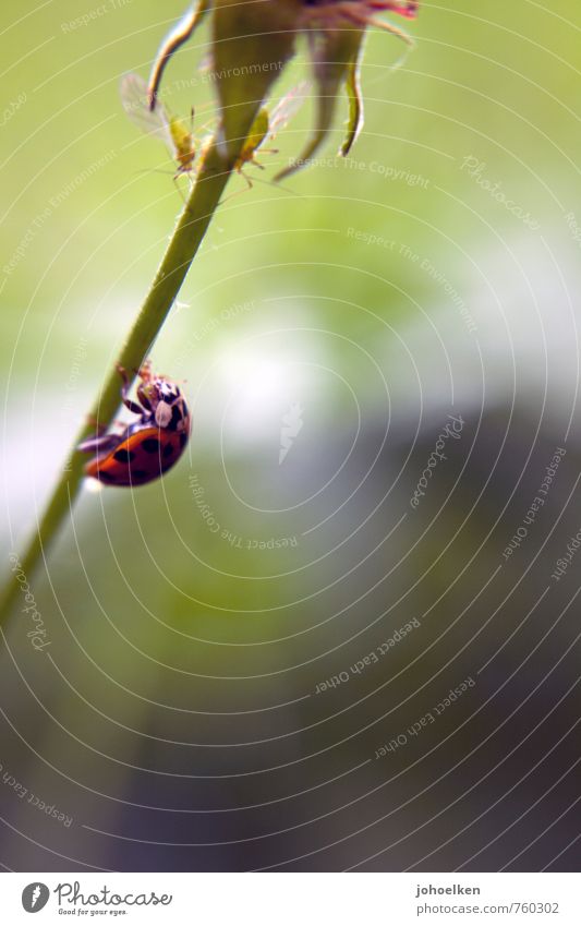 Kleines Jagdfieber Natur Pflanze Stengel Garten Wiese Tier Wildtier Blattläuse Marienkäfer Insekt 3 fangen fliegen klein natürlich niedlich blau grau grün Mut