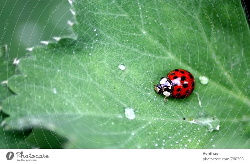 Marienkäfer unterwegs Umwelt Natur Pflanze Tier Wassertropfen Sommer Klima Klimawandel schlechtes Wetter Regen Gewitter Blatt Garten Park Wiese Feld Wildtier