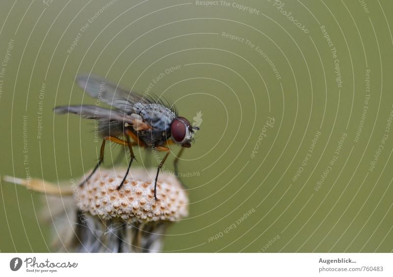 Abflugbereit... Fliege 1 Tier fliegen warten nah stachelig grau grün achtsam Wachsamkeit Makroaufnahme