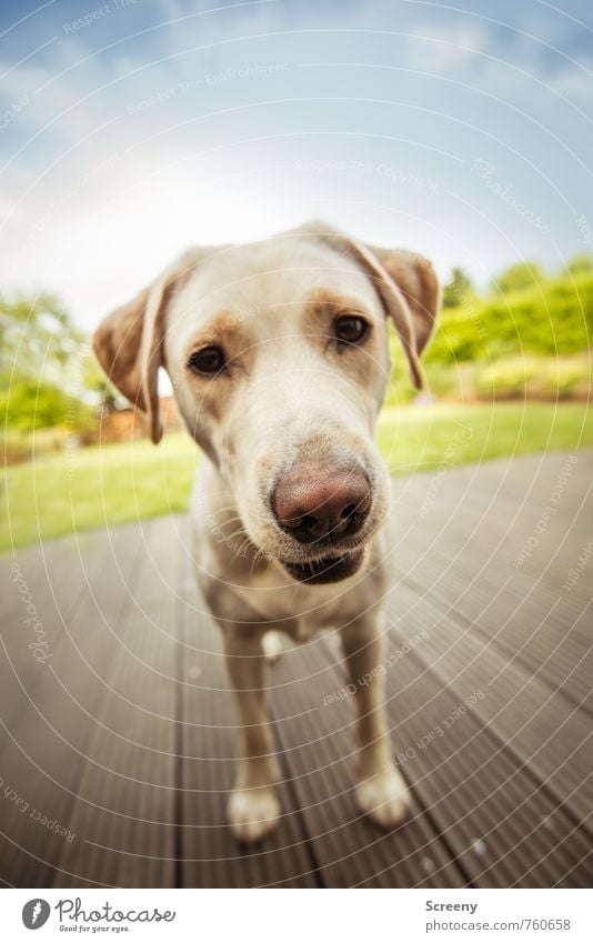 Spielen? Garten Himmel Wolken Frühling Sommer Gras Wiese Tier Haustier Hund Labrador 1 Holz Blick warten blau grün weiß Fröhlichkeit Lebensfreude Tierliebe