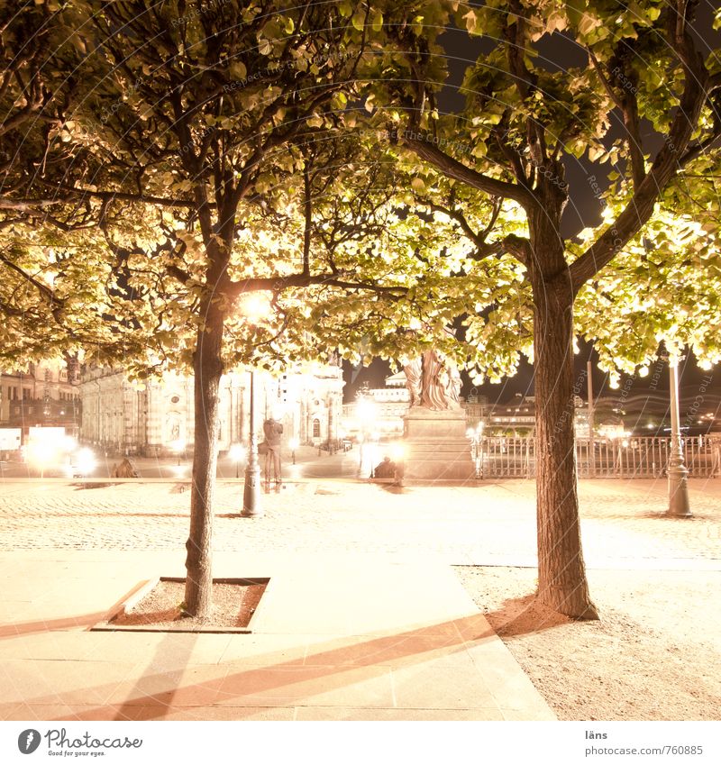 Nachts im Park Licht Baum Dresden Brühlsche Terrasse