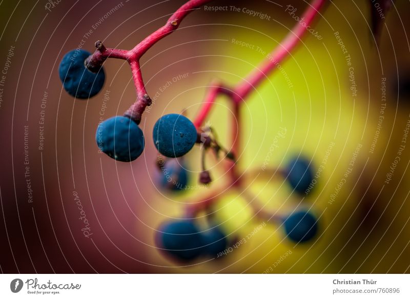 Beeren Umwelt Natur Herbst Pflanze Sträucher genießen hängen blau grün rot schwarz Stimmung Farbfoto Außenaufnahme Makroaufnahme Menschenleer Textfreiraum links