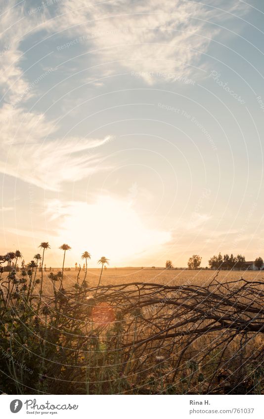 Spät III Umwelt Natur Landschaft Himmel Wolken Horizont Schönes Wetter Sträucher Feld gelb Lebensfreude Distel Zweig Farbfoto Menschenleer Sonnenaufgang