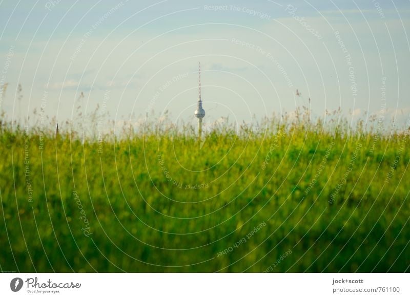 1000 Berliner Grashalme Himmel Wiese Sehenswürdigkeit Wahrzeichen Berliner Fernsehturm Wachstum Bekanntheit natürlich Freiheit Perspektive Evolution Phantasie