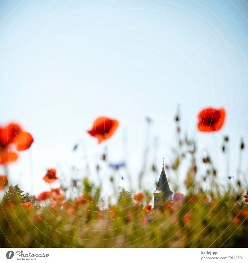 freide, freude, eierkuchen Umwelt Natur Landschaft Pflanze Tier Blume Blüte Grünpflanze Wildpflanze Wiese Feld Kirche Blühend Mohnblüte Religion & Glaube Dorf