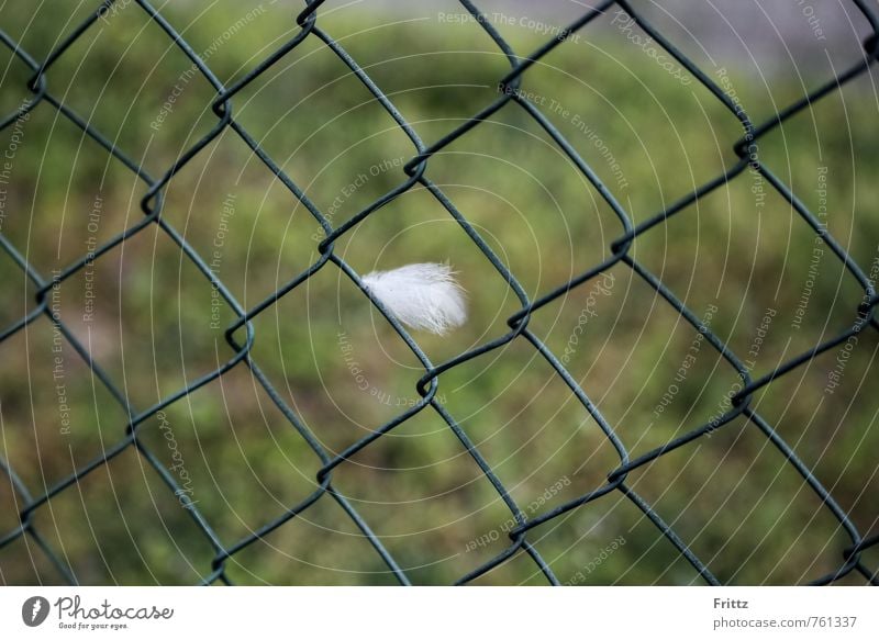 ... mit fremder Feder ... Zaun Maschendrahtzaun Drahtzaun Drahtgitter drahtig Metall grün weiß weiße Feder Farbfoto Außenaufnahme Tag Schwache Tiefenschärfe