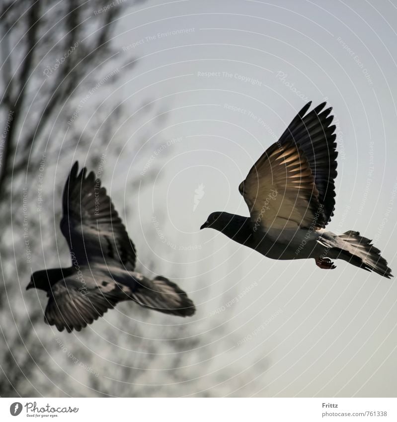 Columba livia forma domestica Natur Tier Vogel Taube Flügel Columbidae Columbiformes Kiefermäuler Gnathostomata Stadttaube 2 fliegen grau zwei fliegende Tauben